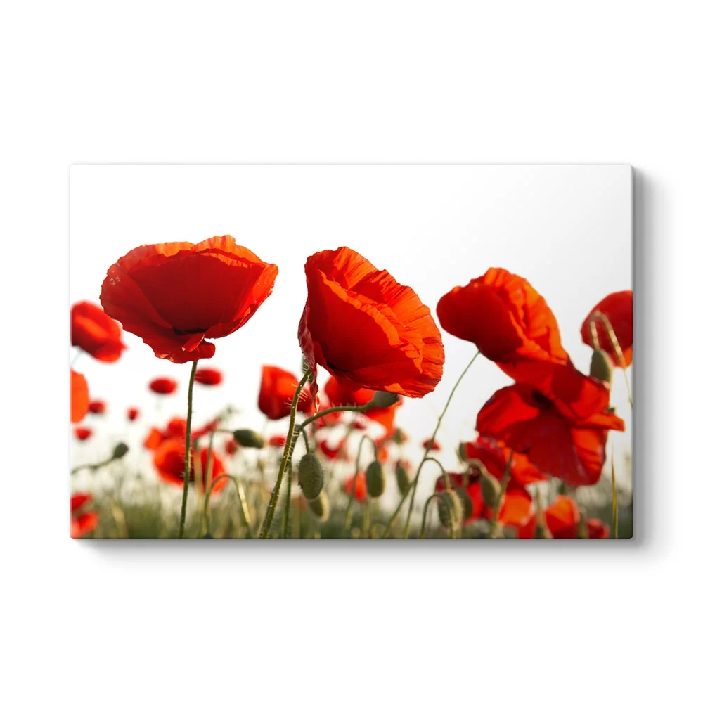 Bahçede Gelincikler Tablosu - Model 1